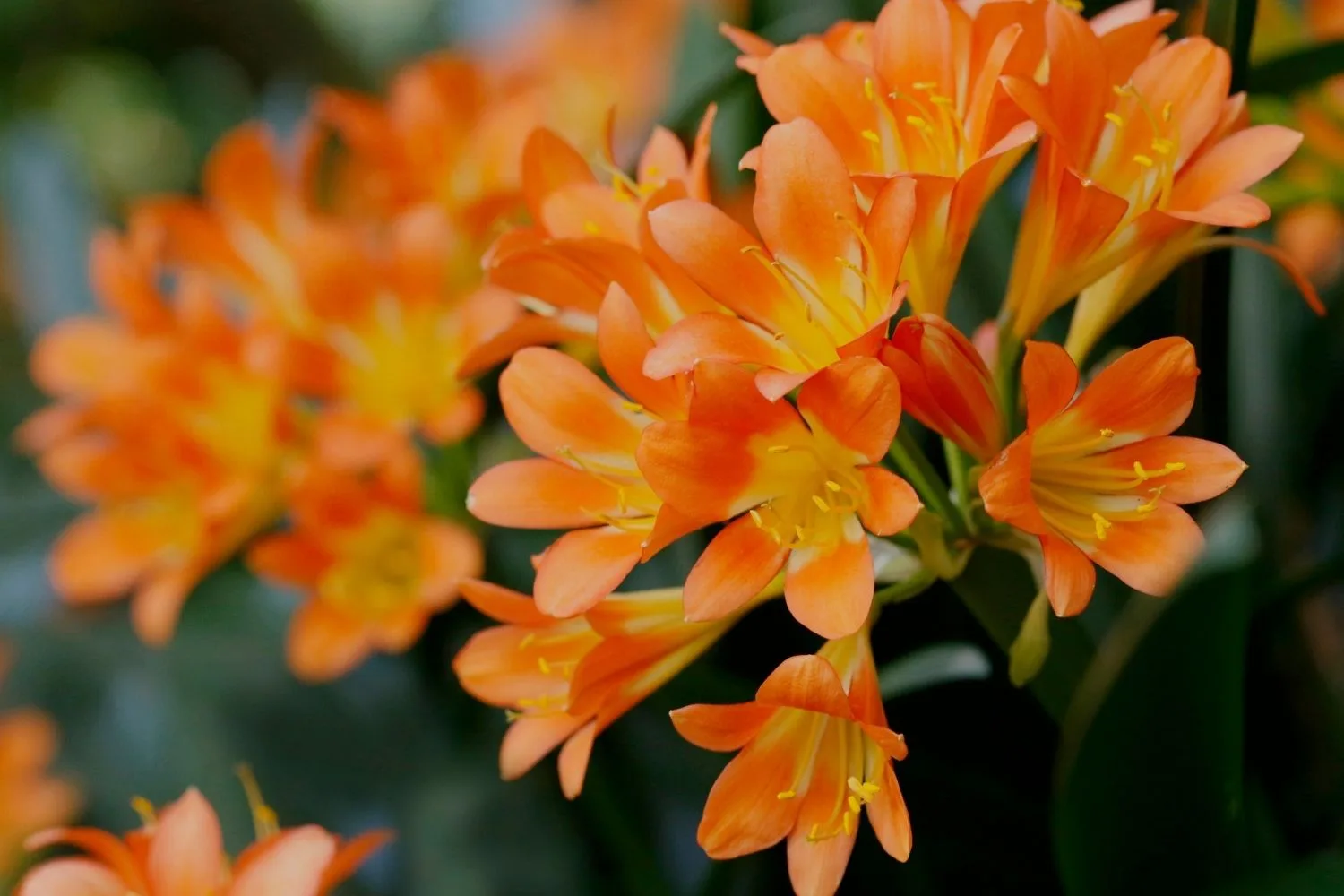 Care for clivia miniata can help it produce more vibrant flowers.