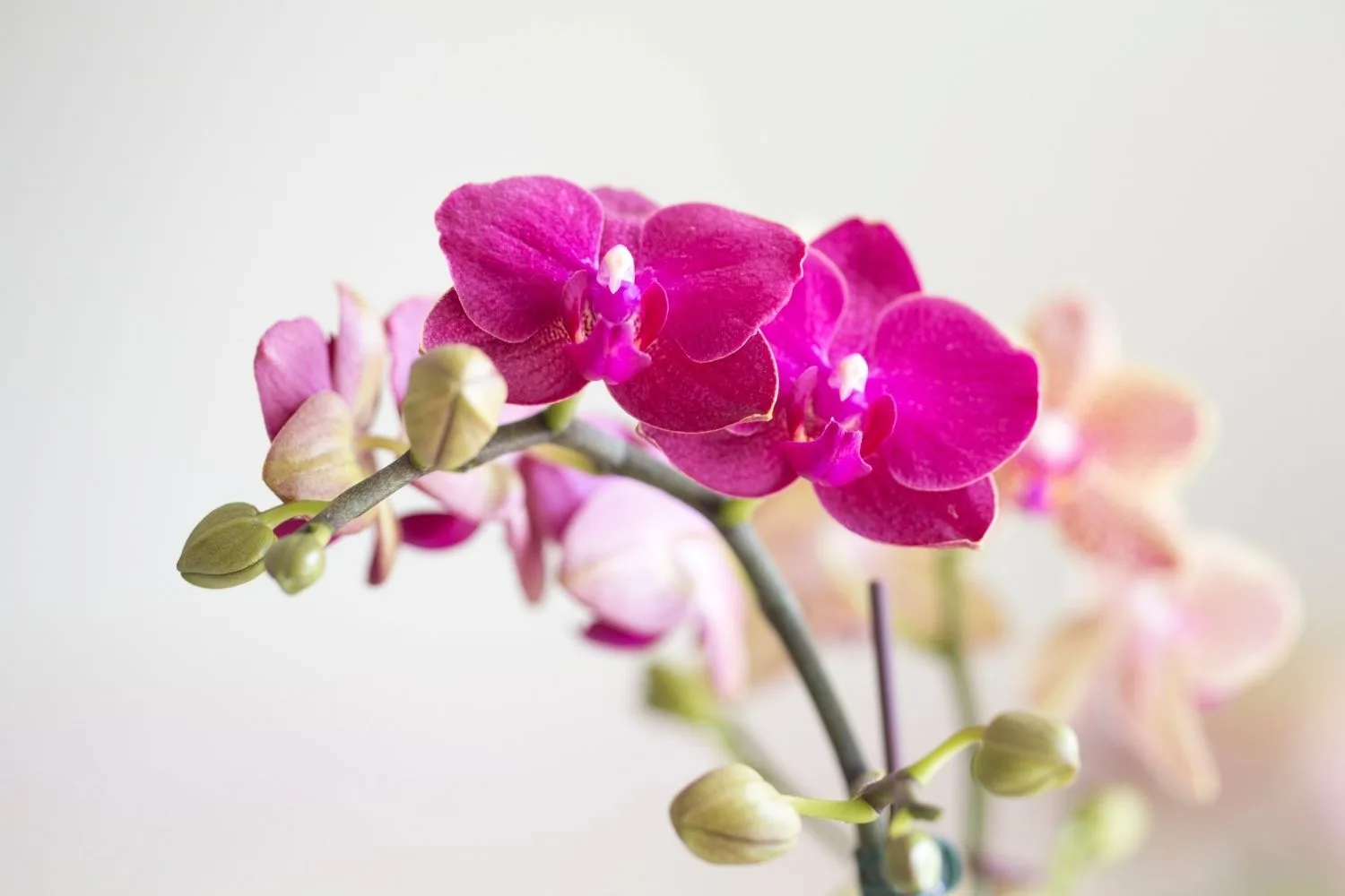 orchids