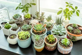 6 steps to propagating succulents successfully