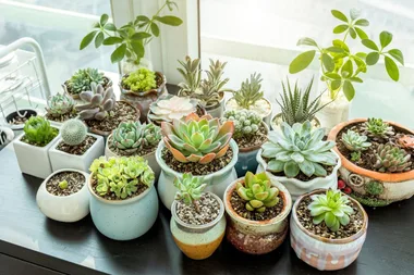 6 steps to propagating succulents successfully