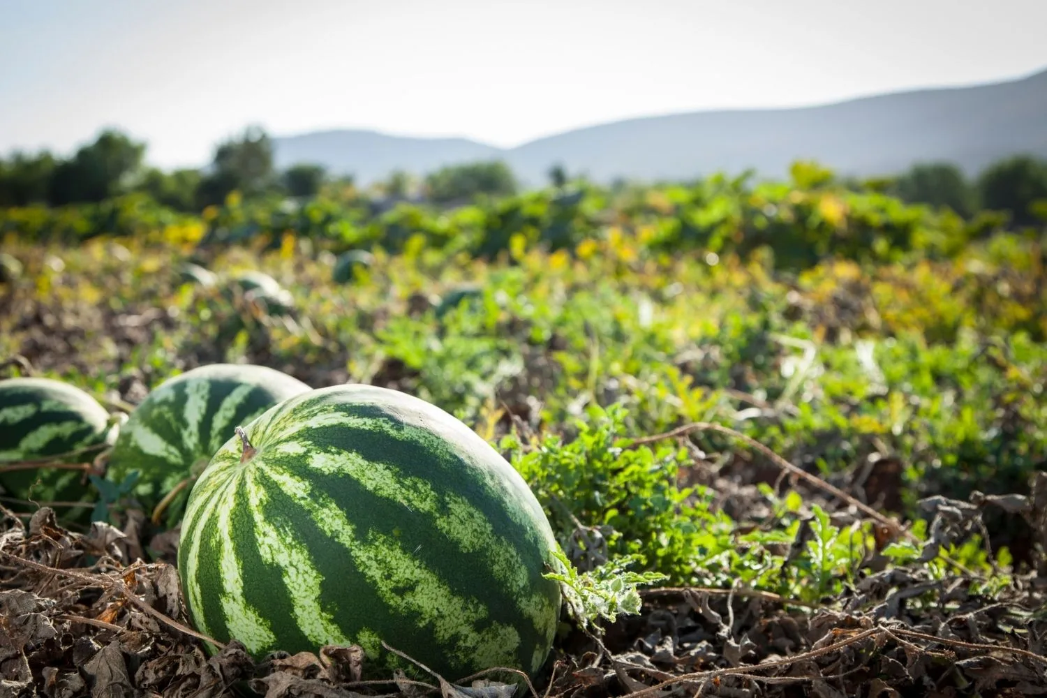 watermelon in soil