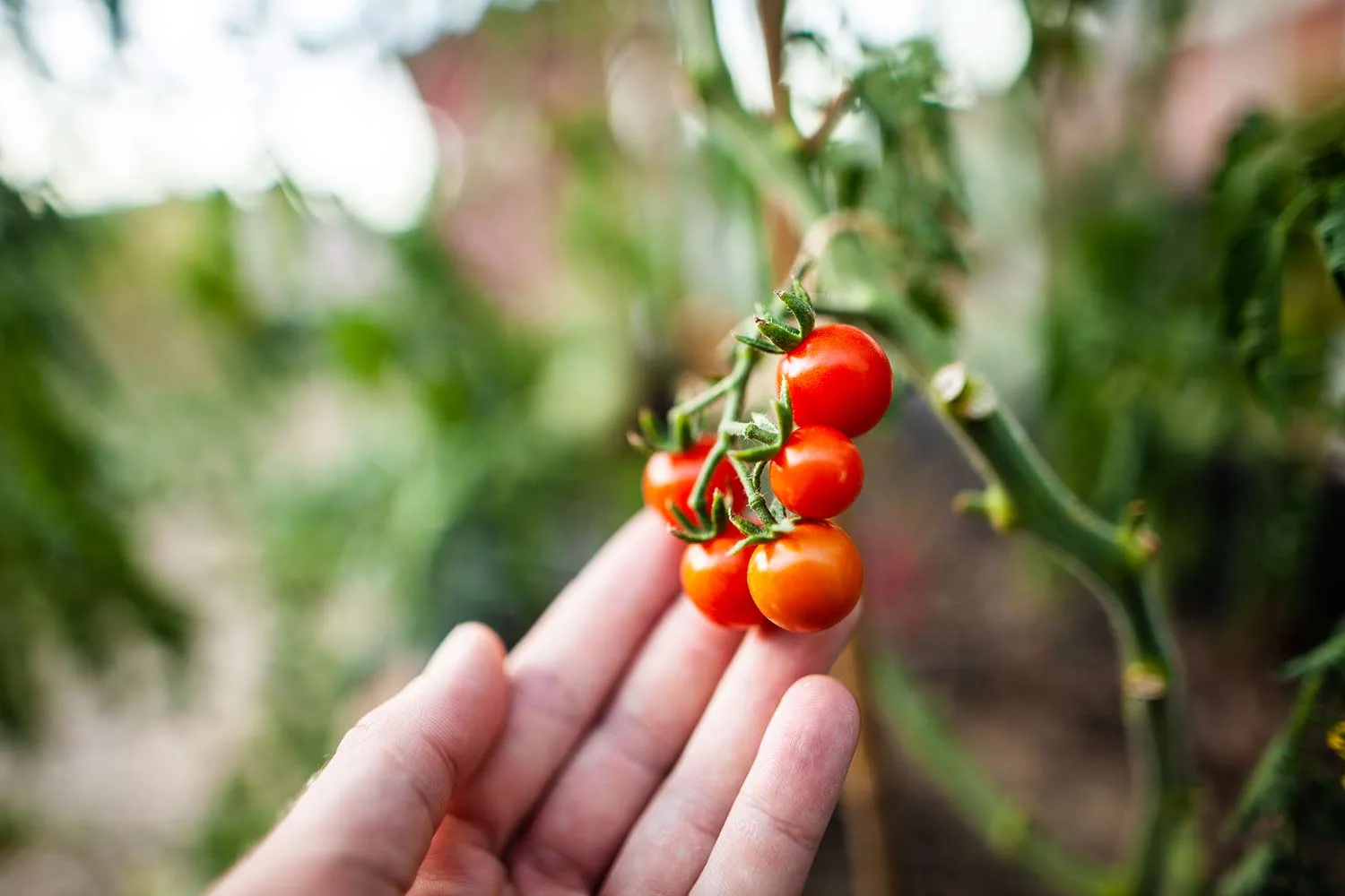 Tomatoes