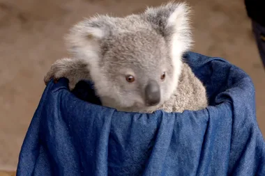 Dr Harry visits Billabong Zoo Koala and Wildlife Park
