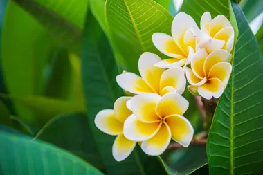 How to grow frangipanis
