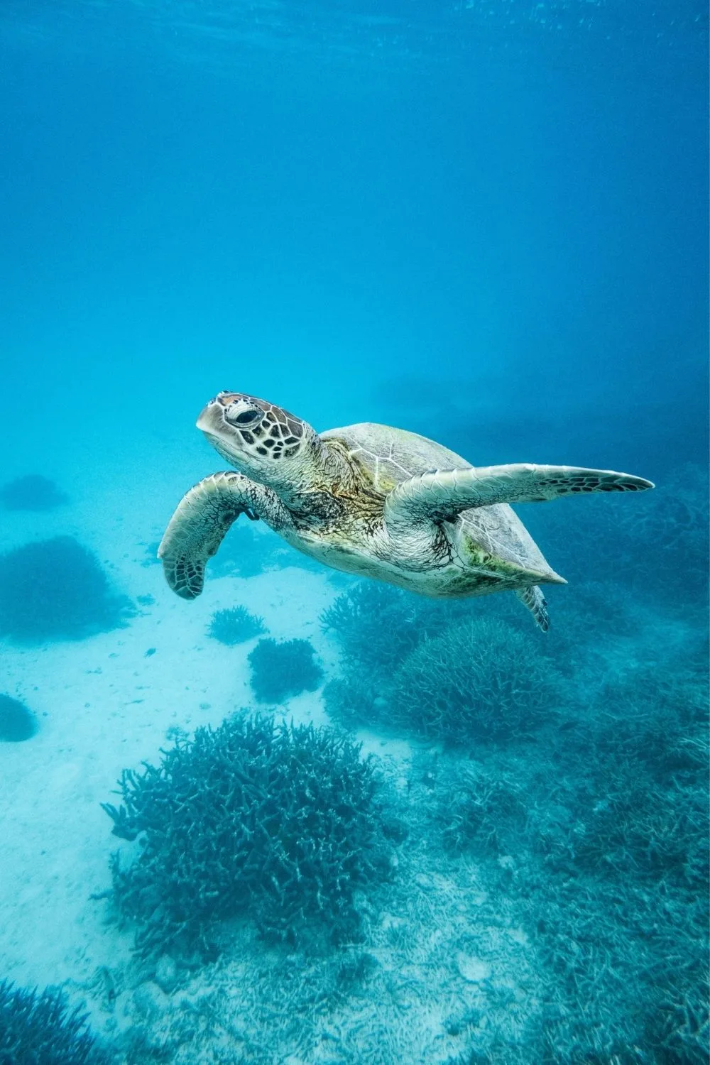 turtle swimming
