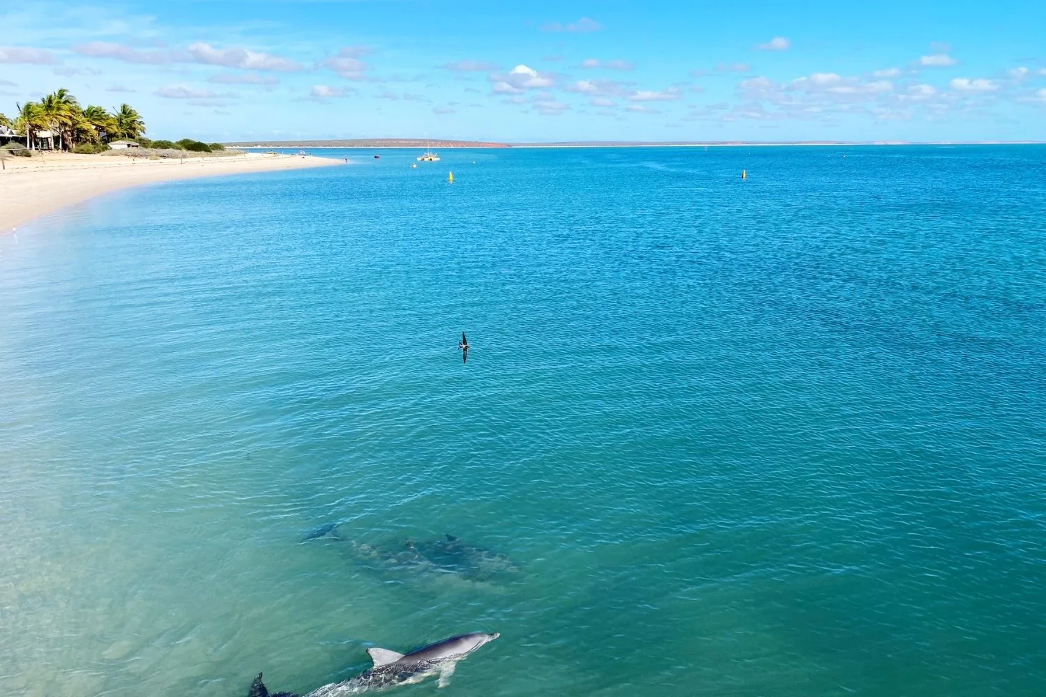 dolphin near beach