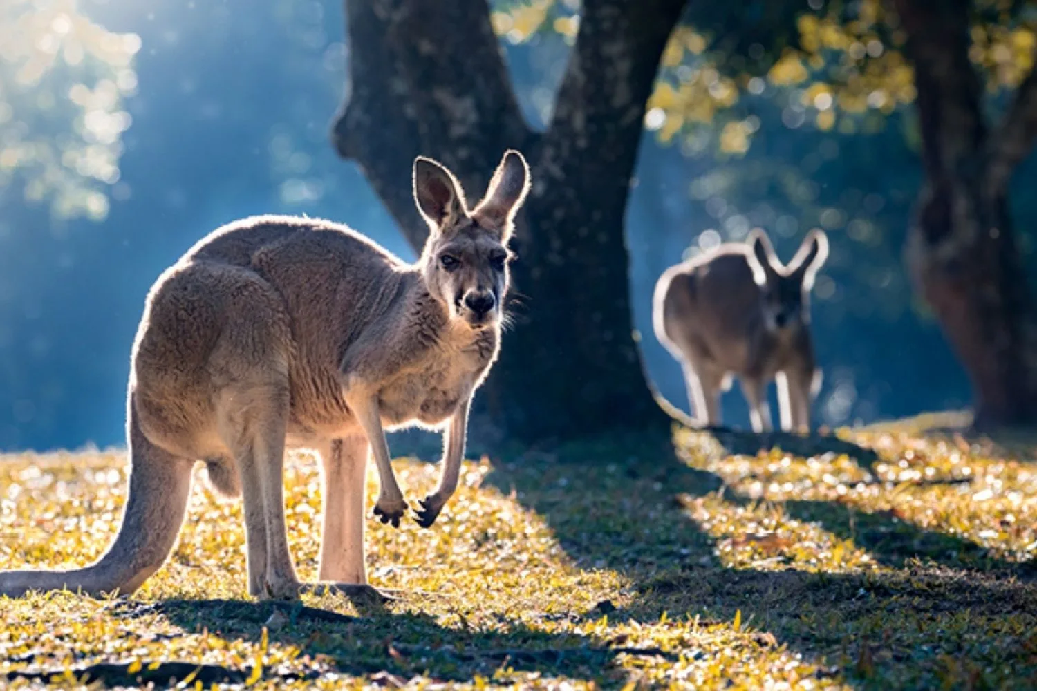kangaroos