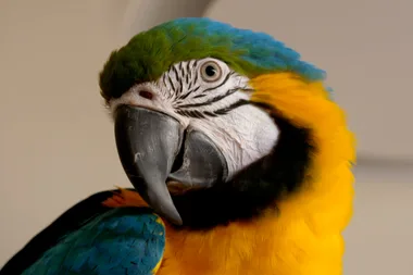 Dr Harry helps a macaw with a screaming problem