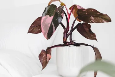 Is this the most popular indoor plant of 2020?