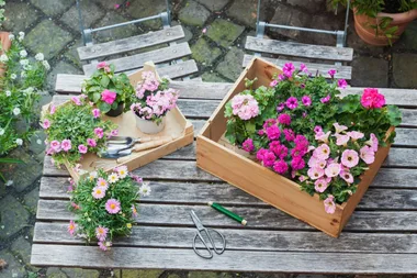 8 brightly coloured house plants to spruce up your home