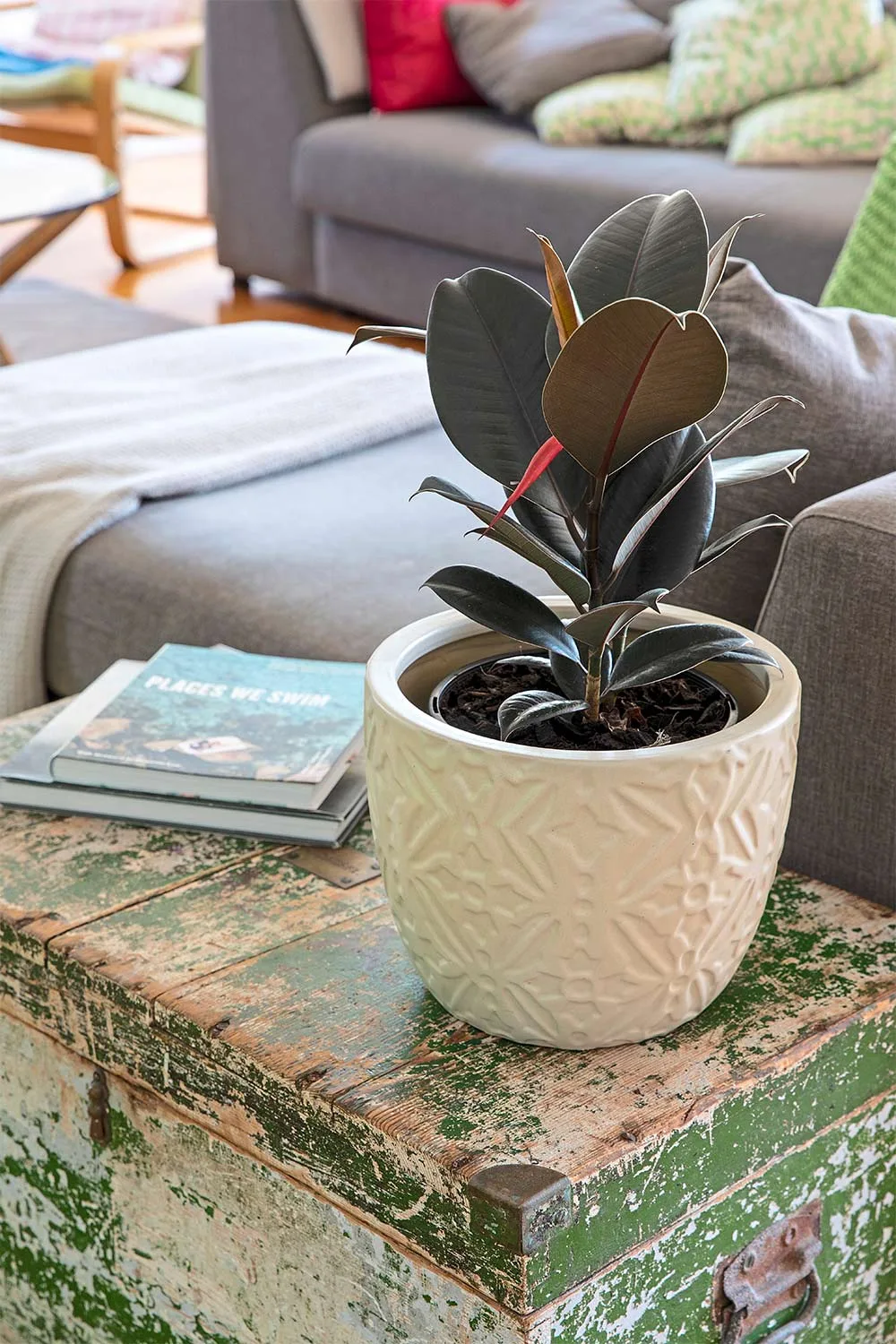 Indoor plant in living room