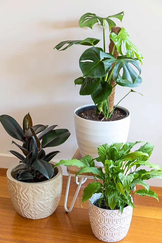 three indoor plants at different heights on wooden floorboards