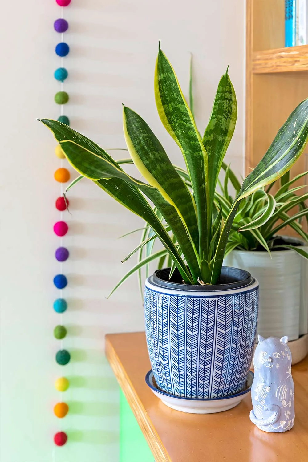Indoor plant