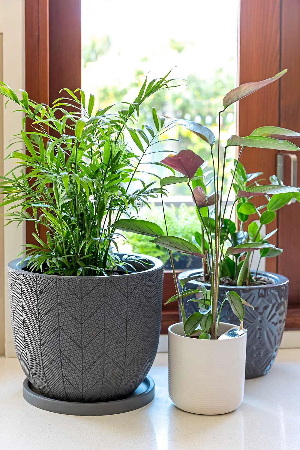 Indoor plants
