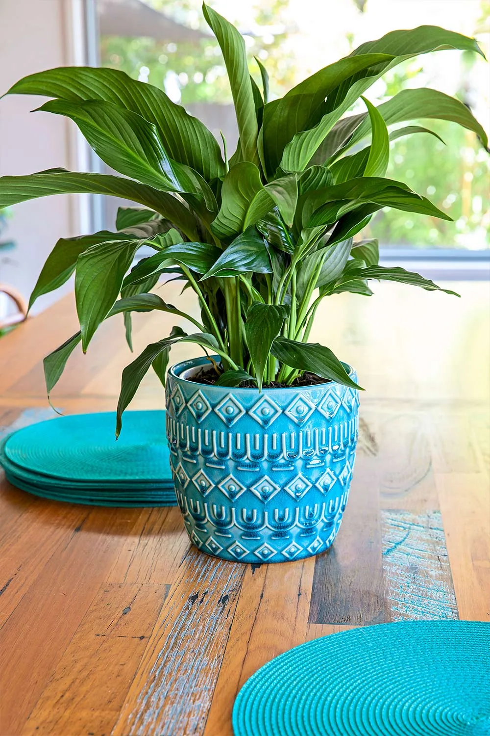 Indoor plant