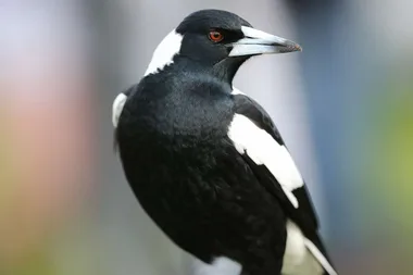 The food mistake that could be hurting your local magpies