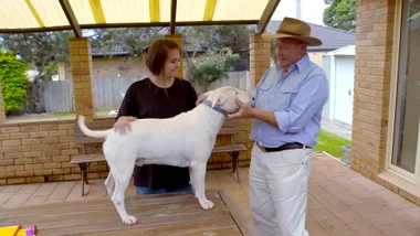 How to prevent sunburn in dogs