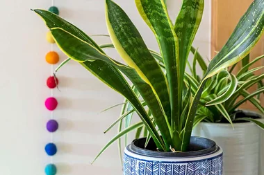 5 ways you are killing your indoor plants