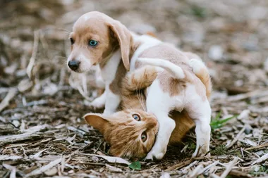 These are the most popular names for pets in 2020