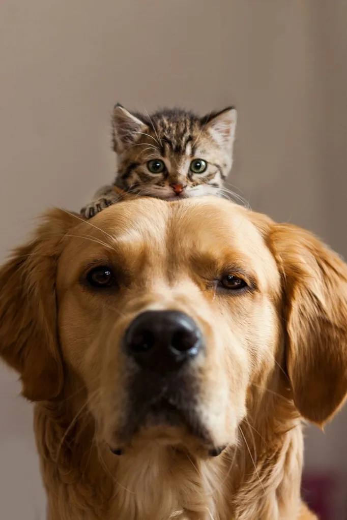 dog with kitten sitting on head