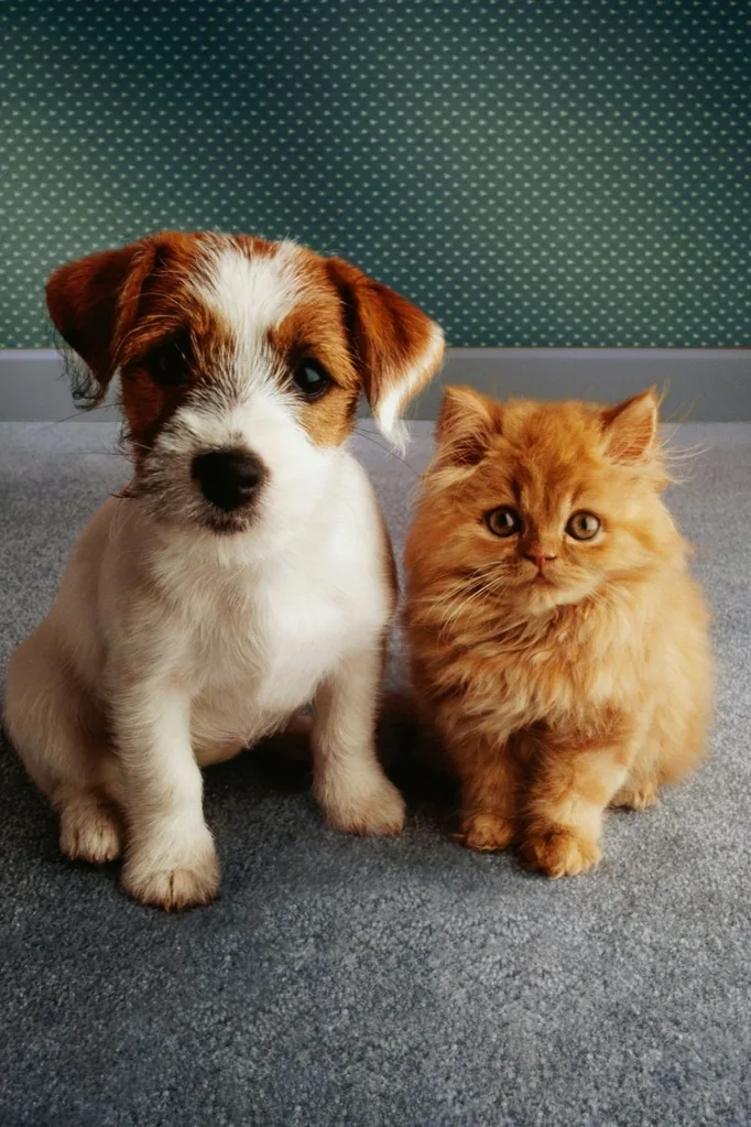 cat and dog staring at camera