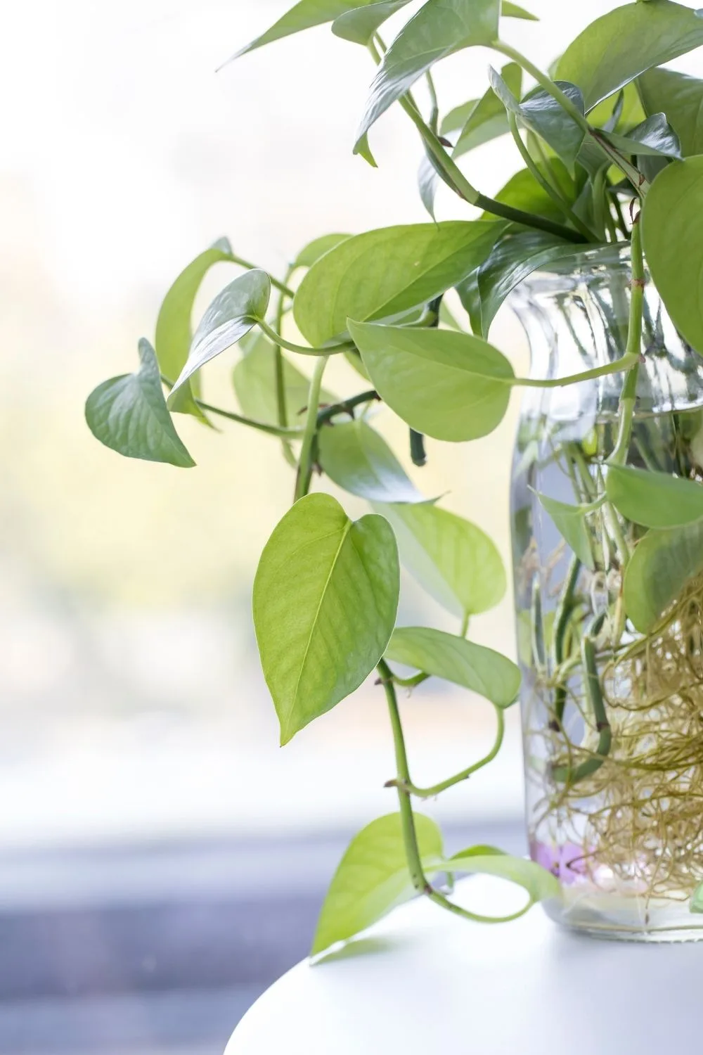 Growing devil's ivy in water