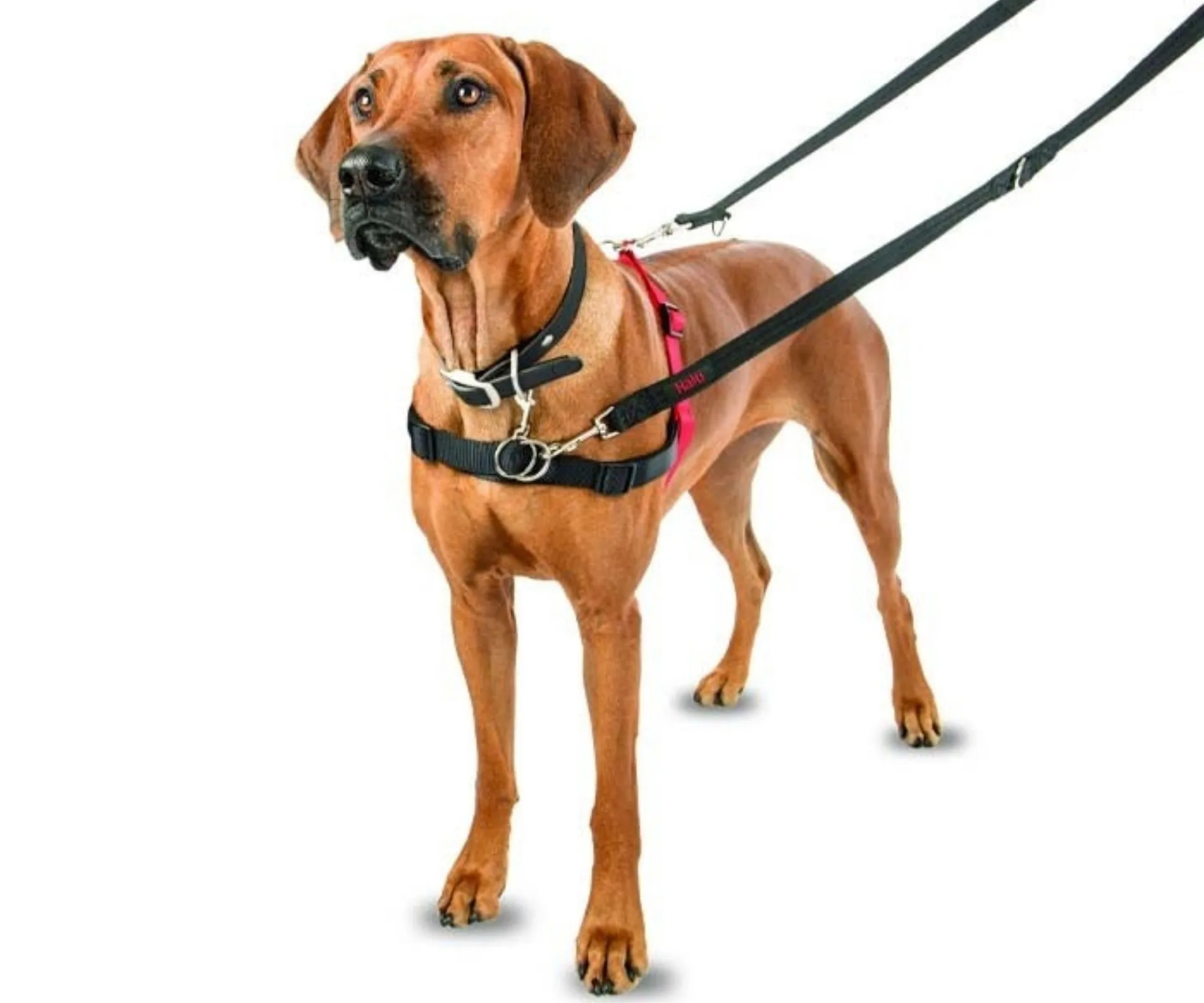 Halti harness