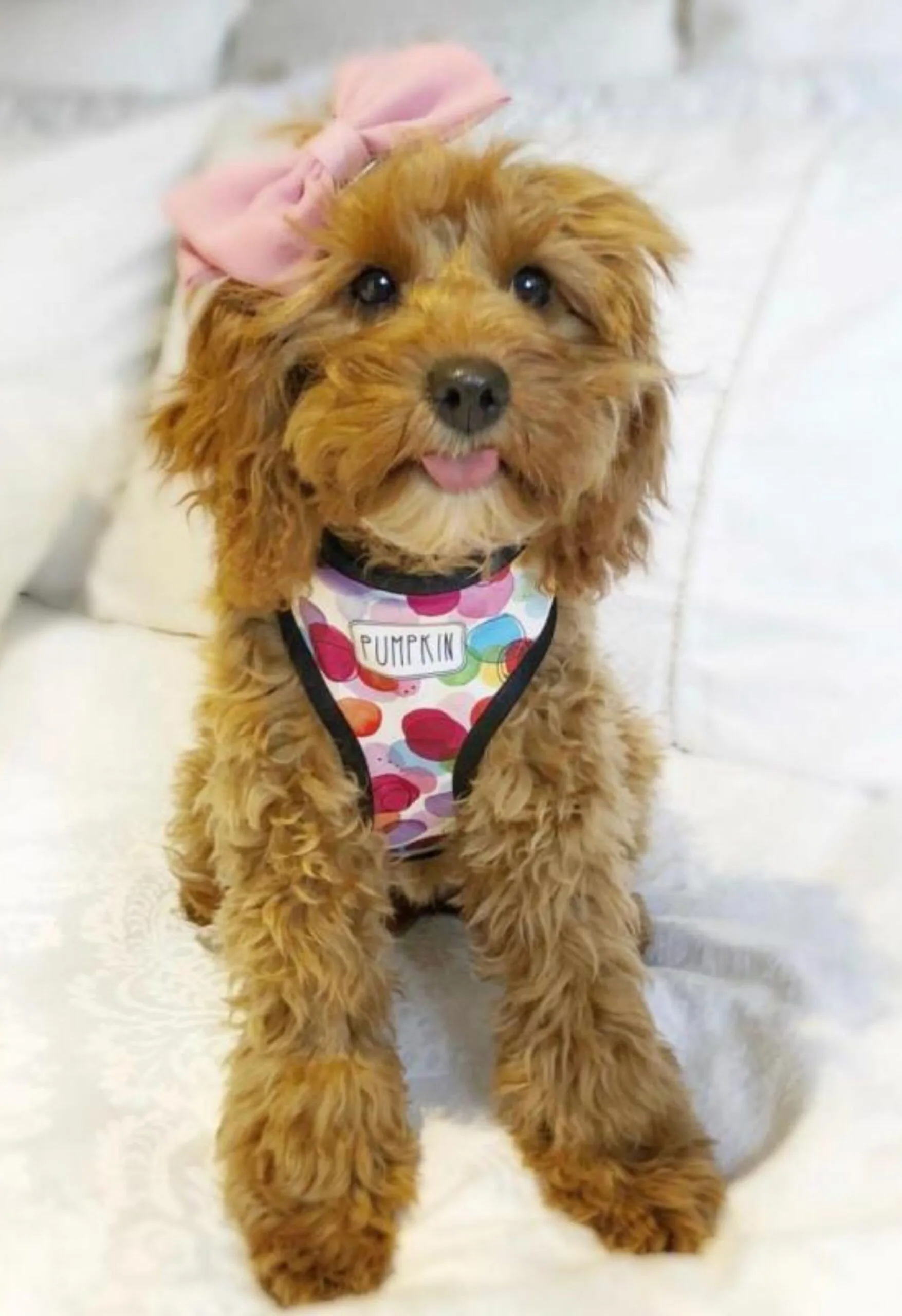Confetti dog harness