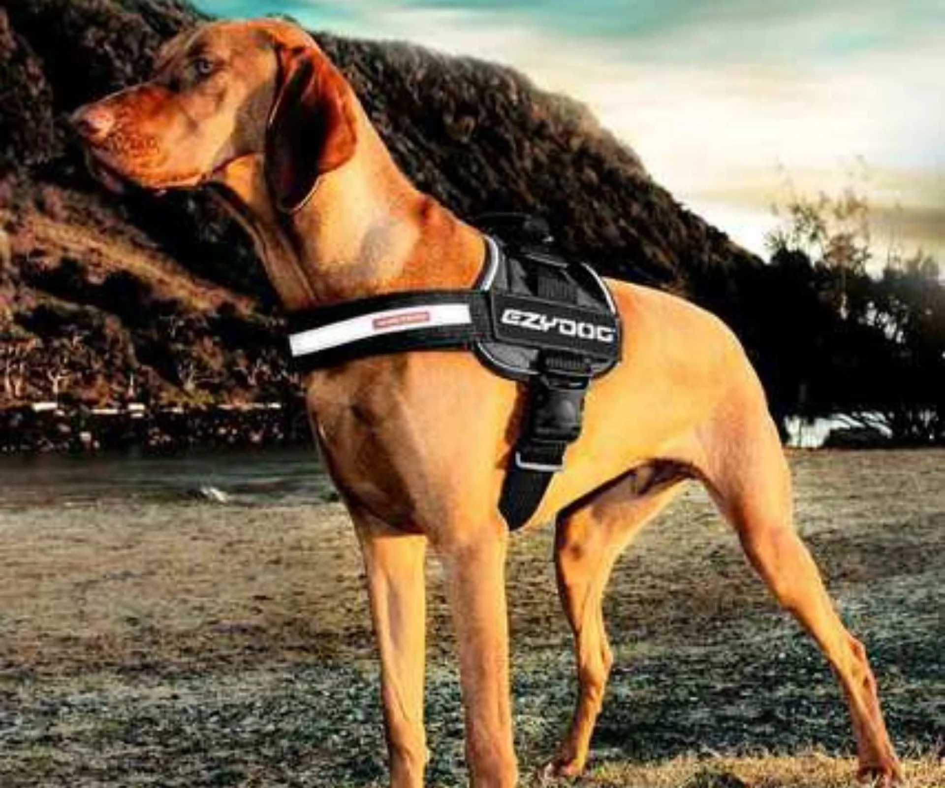 Ezydog
