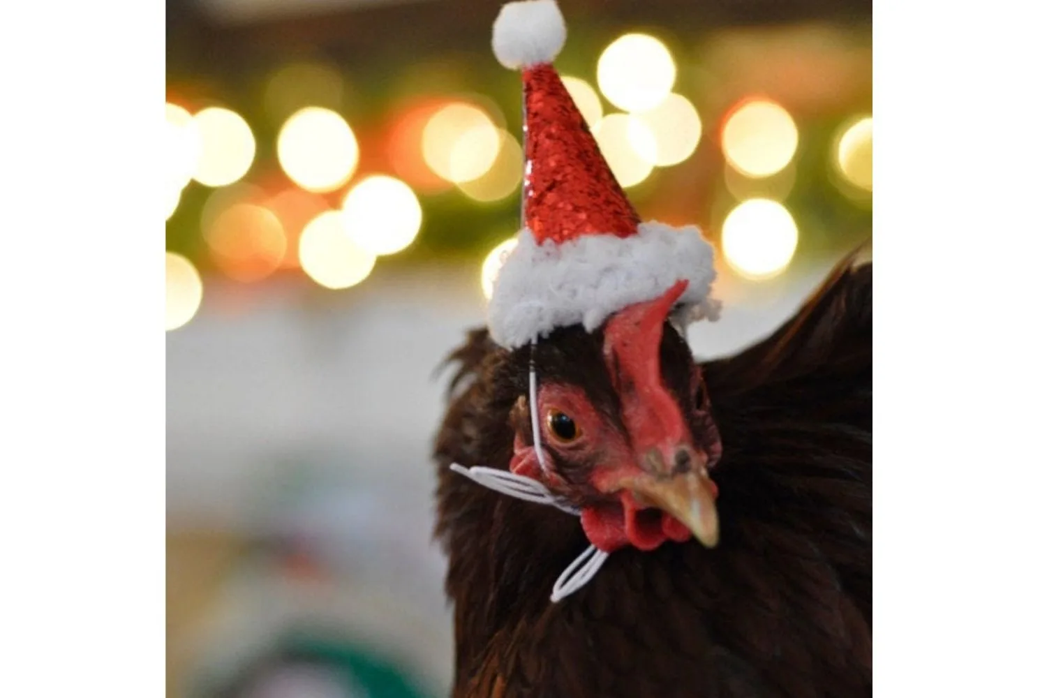 You can now buy mini Santa hats for chickens this Christmas