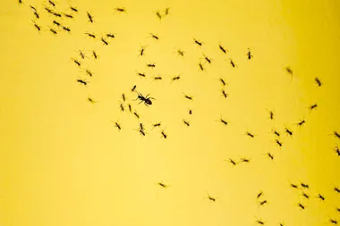 How to get rid of ants