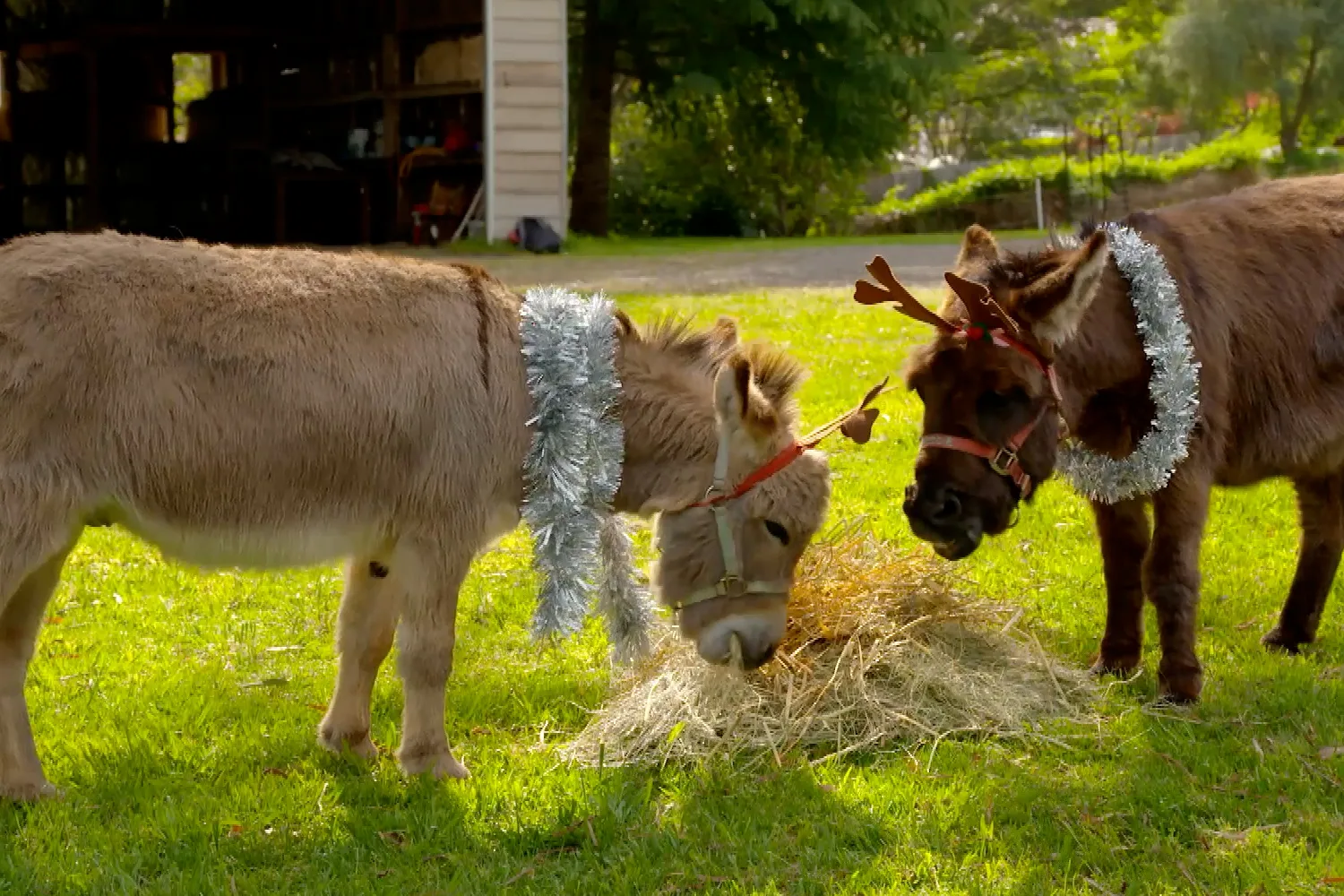 Dr Harry meets some cute miniature donkeys