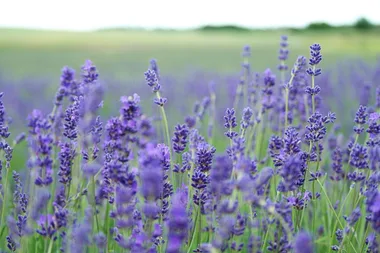 How to grow lavender
