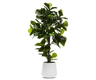 Fiddle Fig 190cm Potted Plant, Adairs