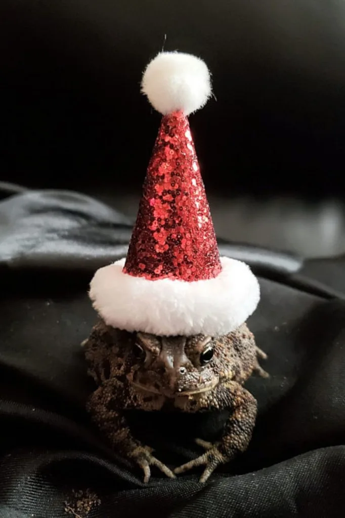 toad in a santa hat