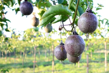 How to grow passionfruit vines at home