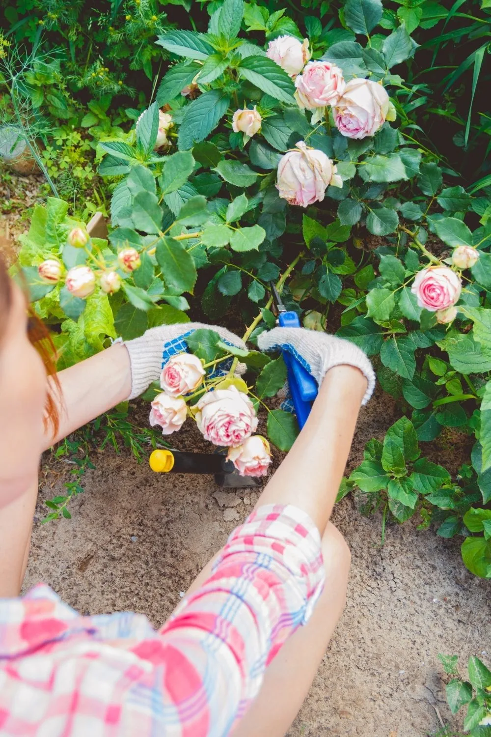 Woman taking a rose cutting