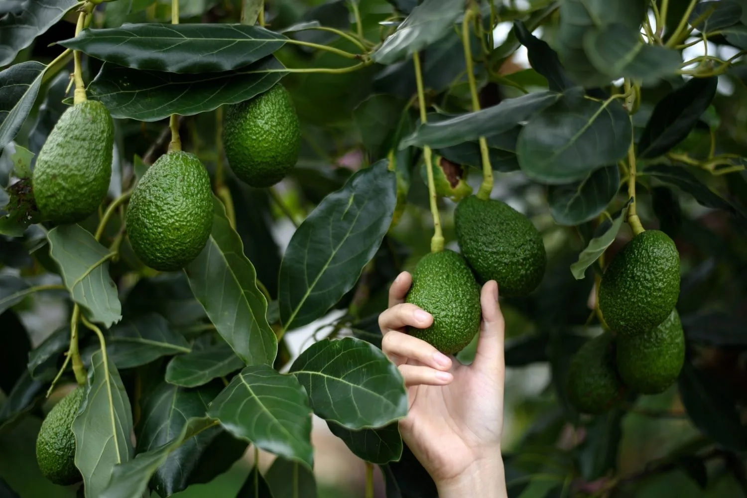 Picking an avocado from tree