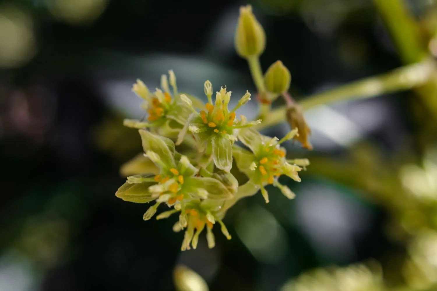 Avocado flower