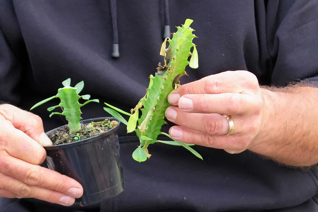 de-heading a succulent