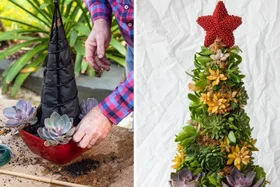 How to make a succulent Christmas tree