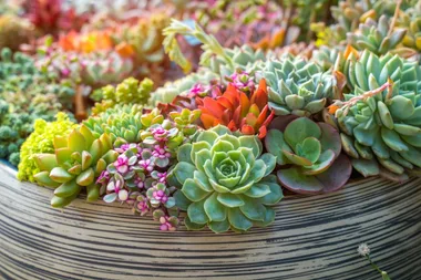 How to grow succulents