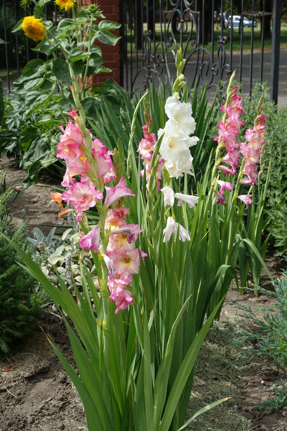 Pink and white gladiolus