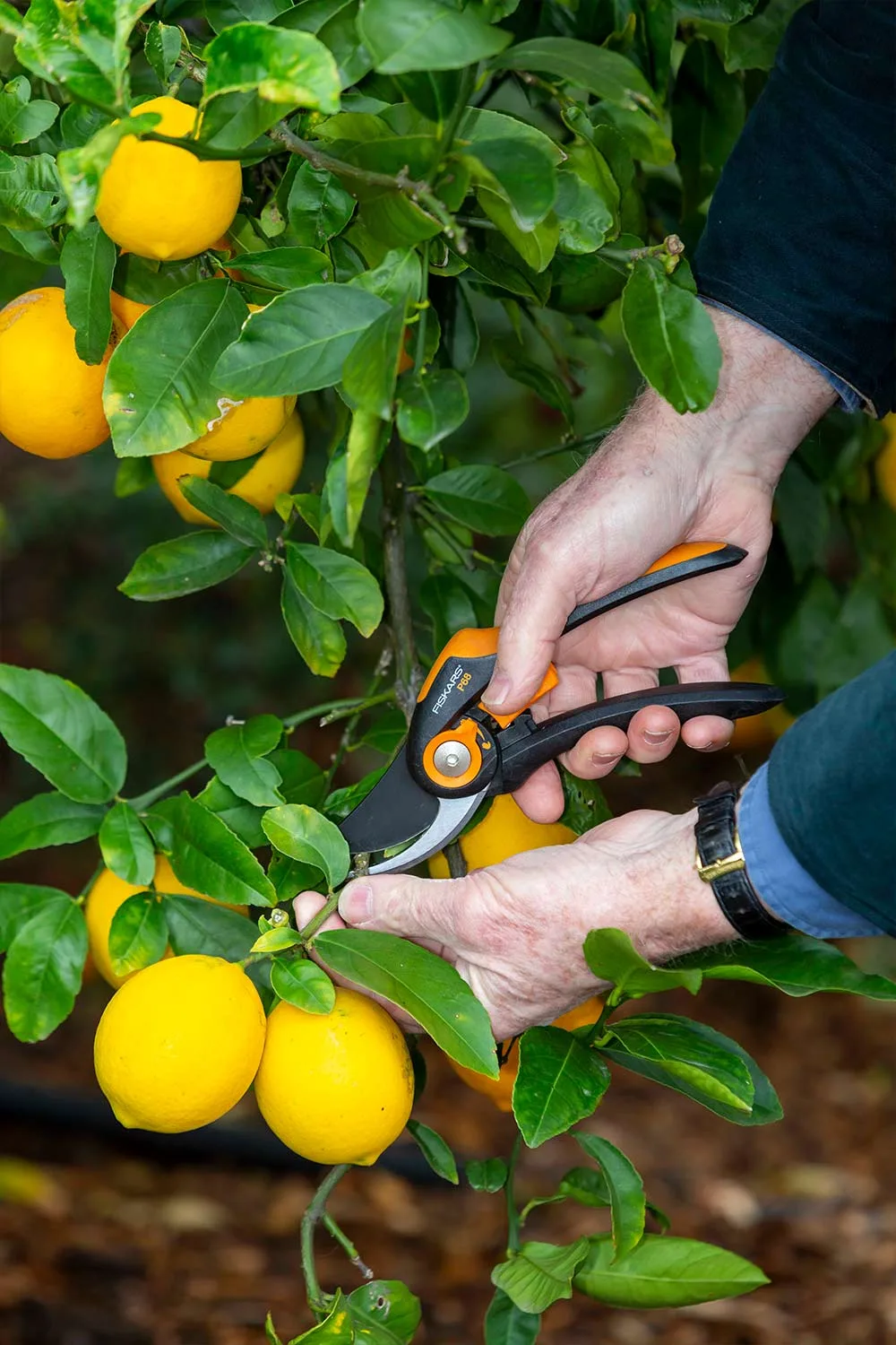Pruning citrus tree