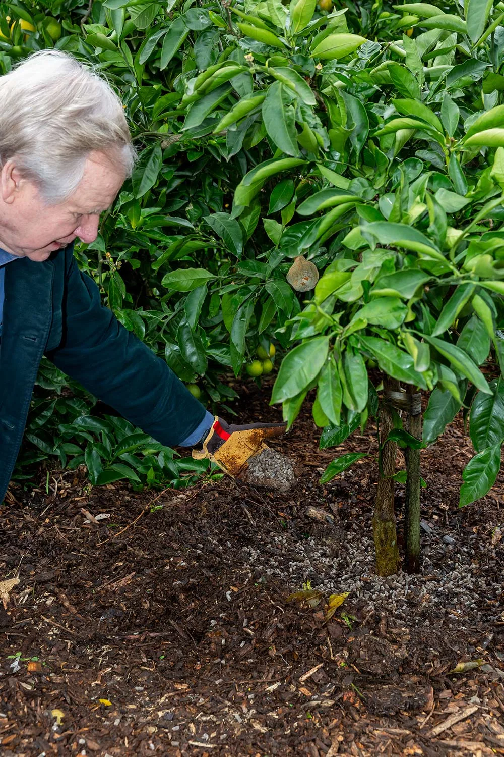 Graham Ross with citrus plant