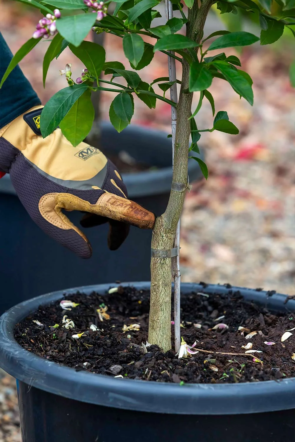 Where to graft a citrus plant