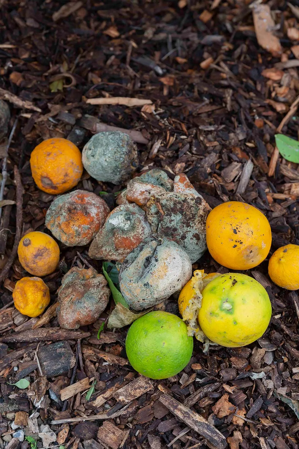 Rotten citrus fruit