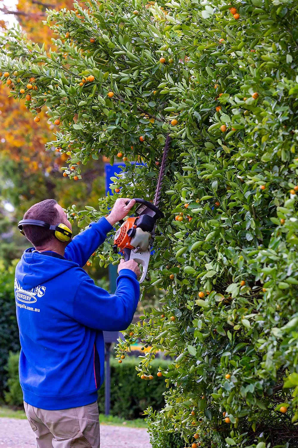 Man hedging citrus plant with electric trimmer