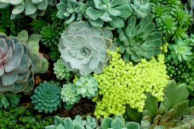 Charlie Albone’s guide to succulents
