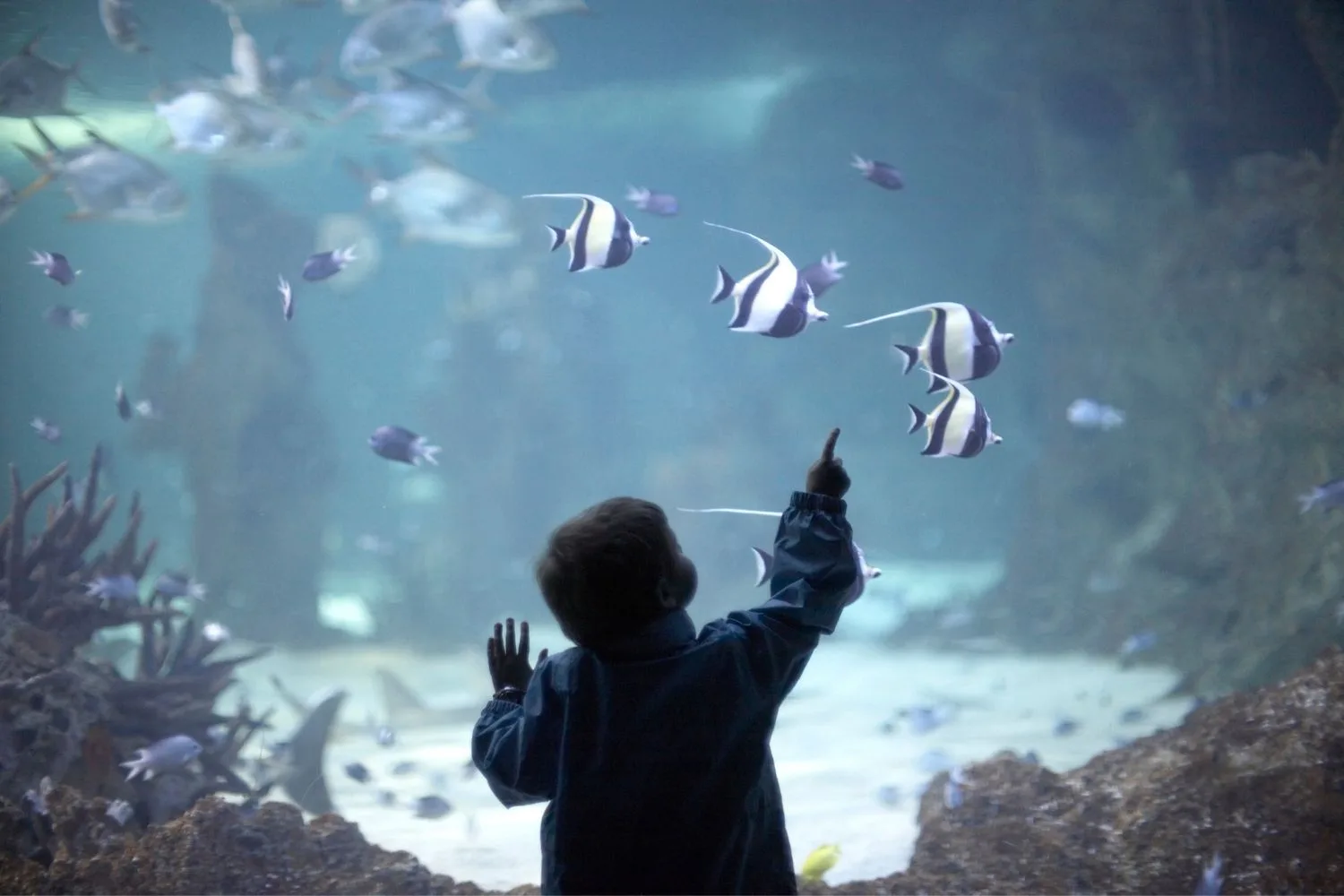 kid at aquarium